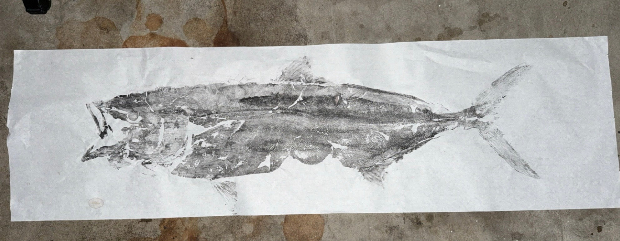 California Yellowtail Print